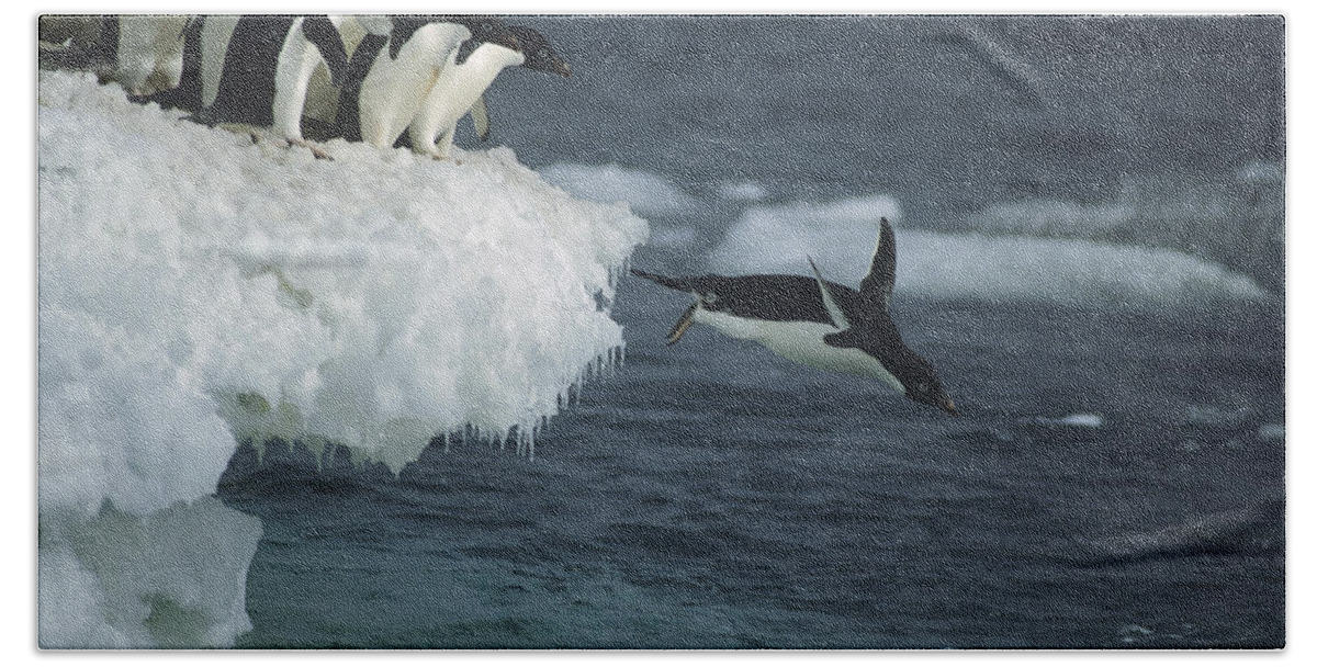 Feb0514 Hand Towel featuring the photograph Adelie Penguins Leaping Off Ice Ross #2 by Tui De Roy