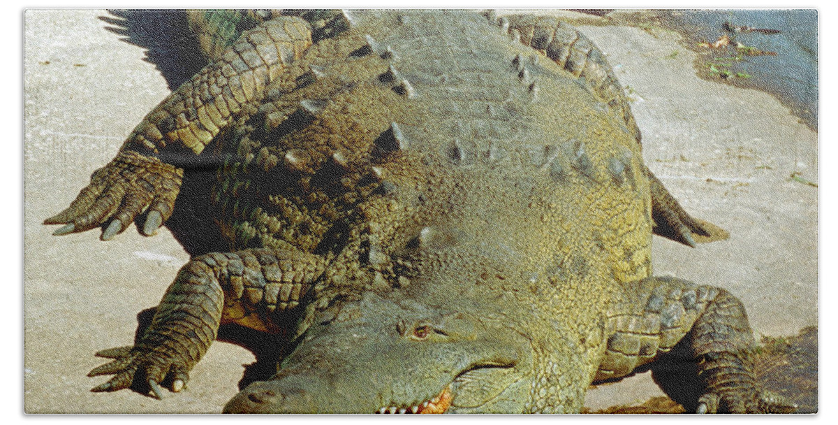 American Crocodile Bath Towel featuring the photograph American Crocodile #2 by Millard H. Sharp