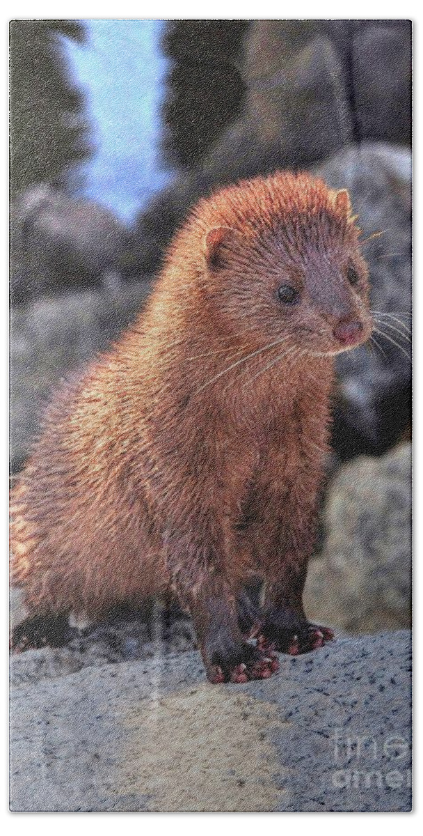 Mink Bath Towel featuring the photograph An American Mink by Kathy Baccari
