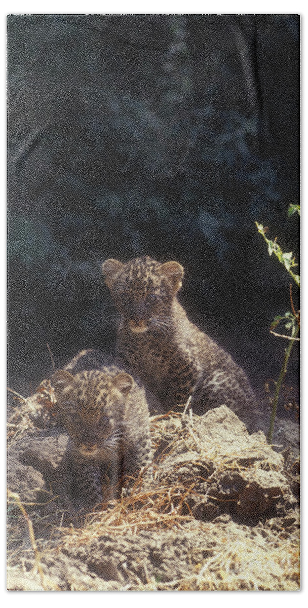 Leopard Bath Towel featuring the photograph Arabian leopard Panthera pardus #2 by Eyal Bartov