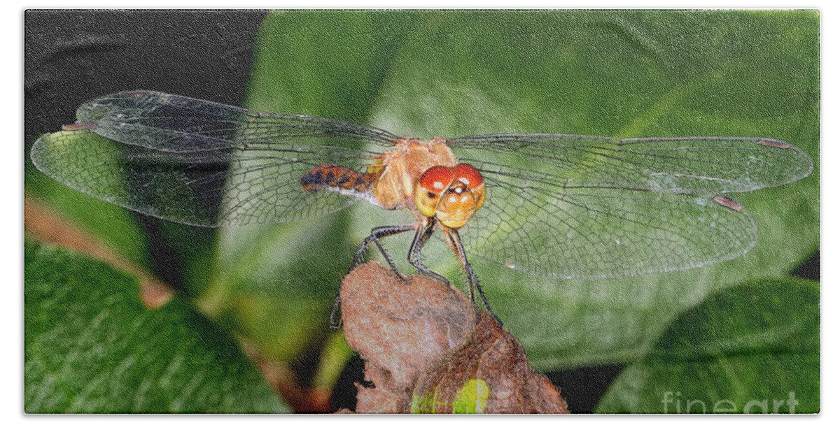 Dragonflies Bath Towel featuring the photograph Balancing Act by Geoff Crego