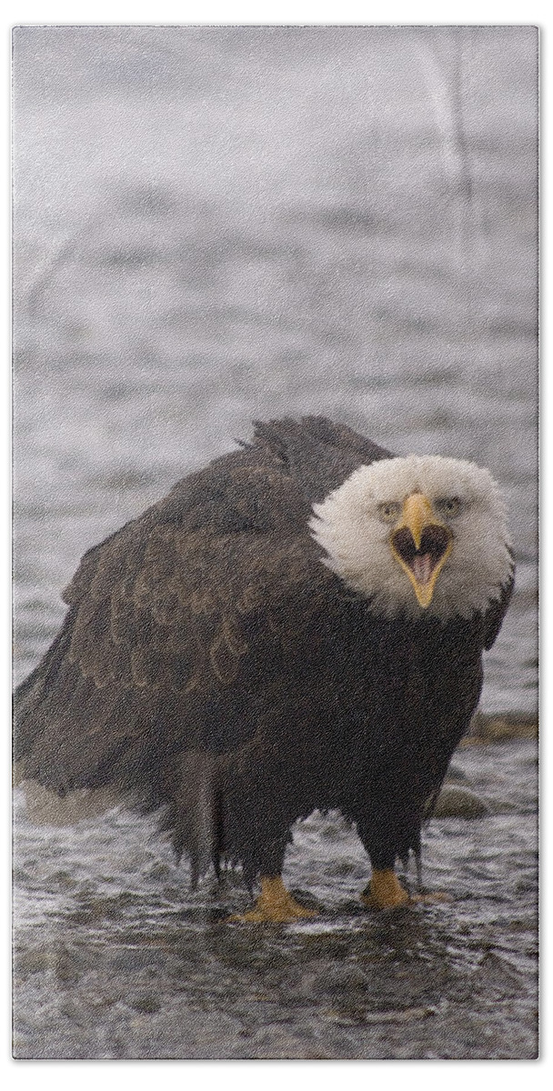 Feb0514 Bath Towel featuring the photograph Bald Eagle Calling Alaska #2 by Michael Quinton
