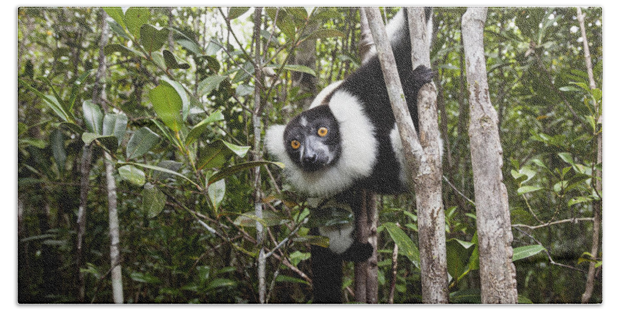 Feb0514 Bath Towel featuring the photograph Black And White Ruffed Lemur Madagascar #2 by Konrad Wothe