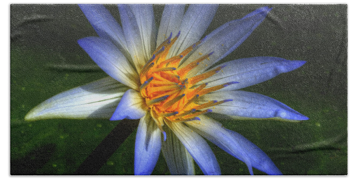 Lotus Hand Towel featuring the photograph Blue Lotus #2 by Wayne Sherriff