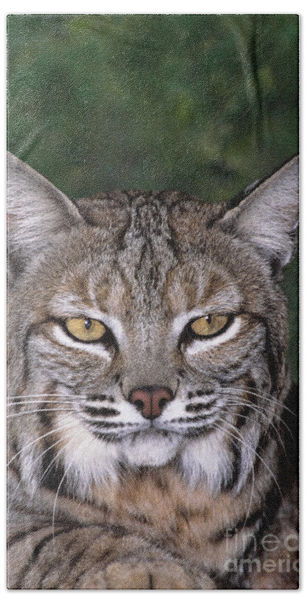 Bobcat Bath Towel featuring the photograph Bobcat Portrait Wildlife Rescue #2 by Dave Welling