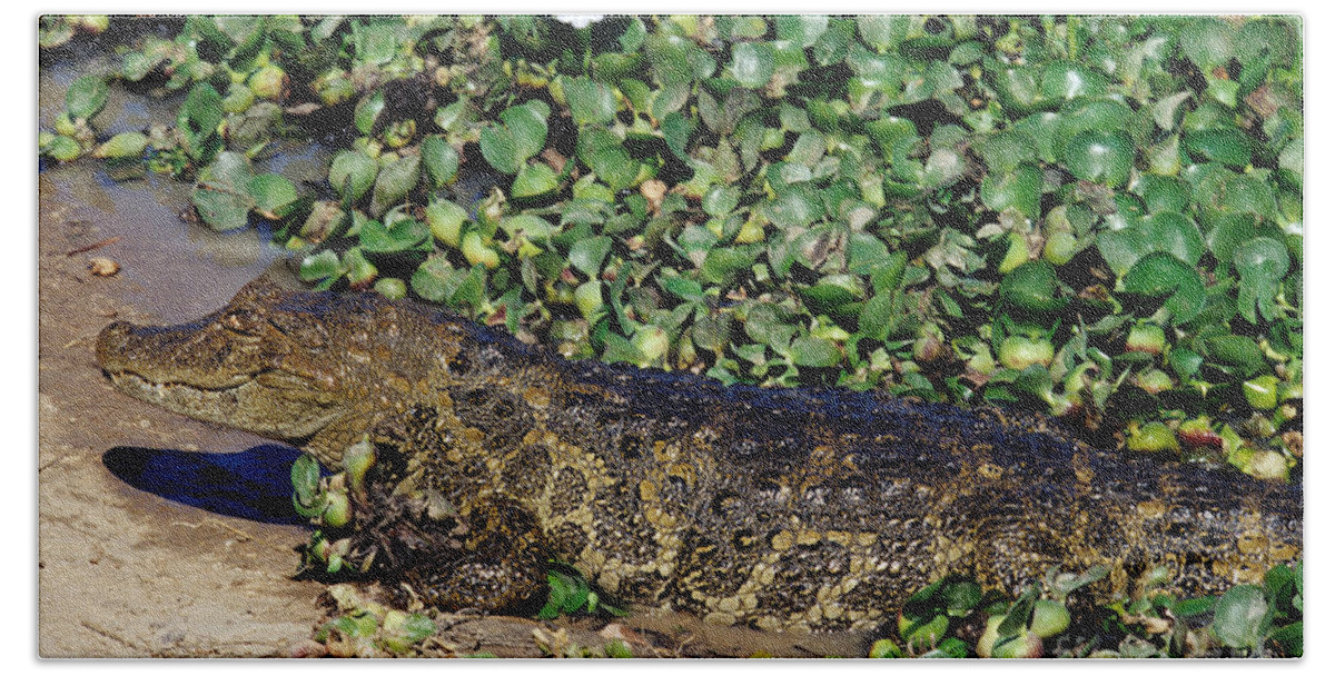 Broad-snouted Caiman Bath Towel featuring the photograph Broad-snouted Caiman #2 by William H. Mullins