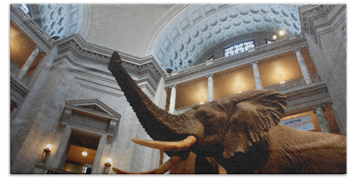Bull Elephant Bath Towel featuring the photograph Bull Elephant in Natural History Rotunda #2 by Kenny Glover