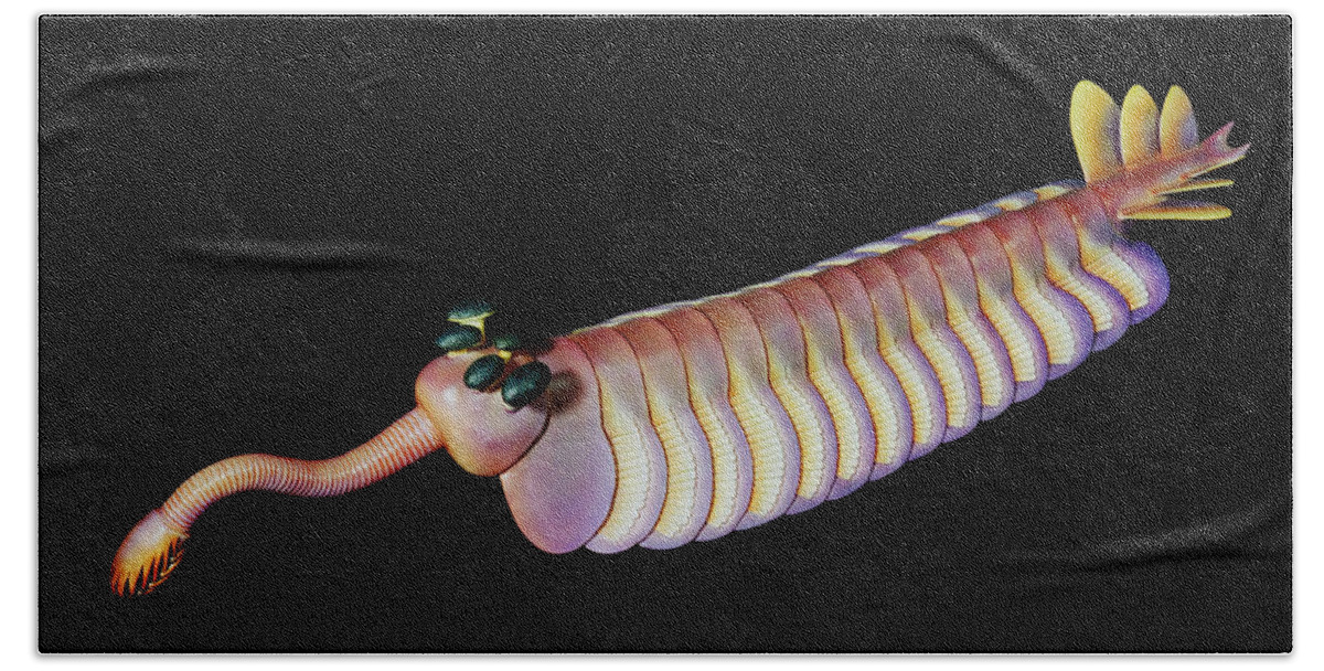 Illustration Bath Towel featuring the painting Burgess Shale Animal #2 by Chase Studio