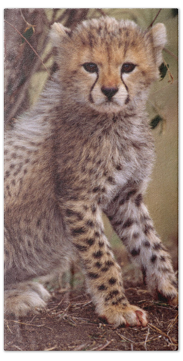 Acinonyx Bath Towel featuring the photograph Cheetah Cub #2 by Mary Beth Angelo