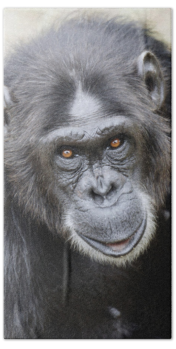Hiroya Minakuchi Bath Towel featuring the photograph Chimpanzee Portrait Ol Pejeta by Hiroya Minakuchi