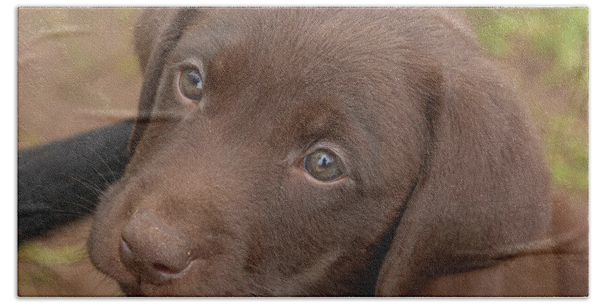 7 Weeks Old Bath Towel featuring the photograph Chocolate Labrador Retriever Puppy #2 by Linda Arndt
