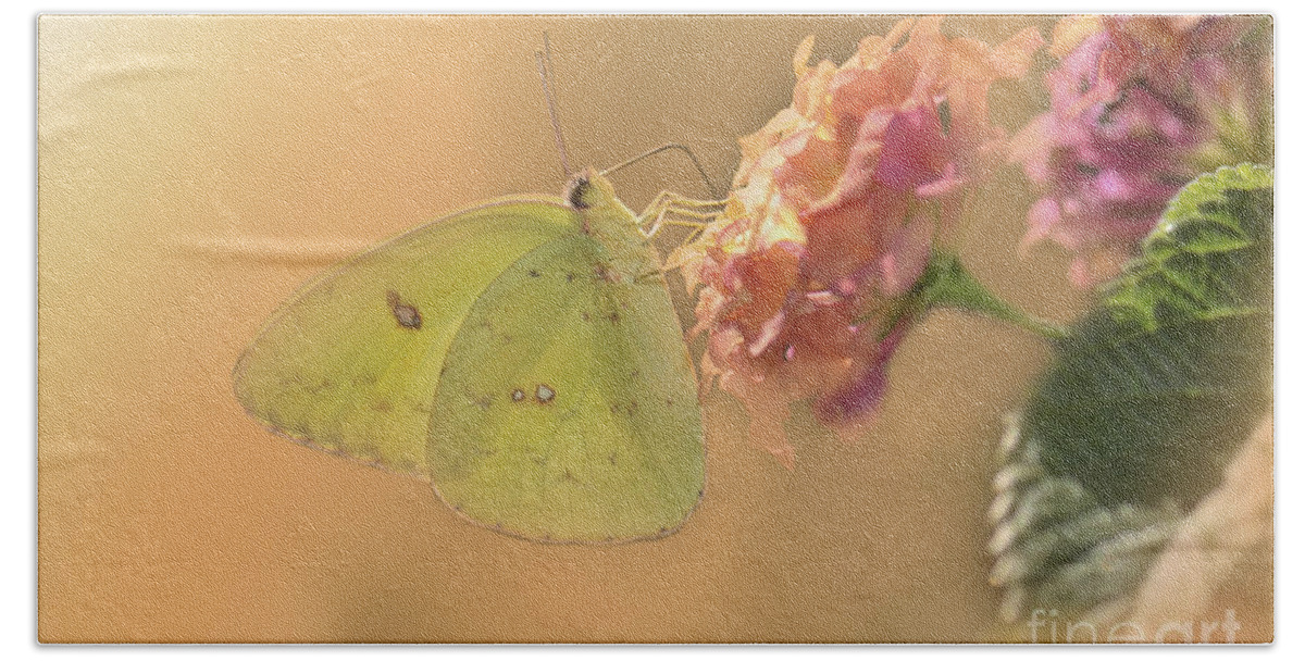 Clouded Sulphur Butterfly Hand Towel featuring the photograph Clouded Sulphur Butterfly #2 by Betty LaRue