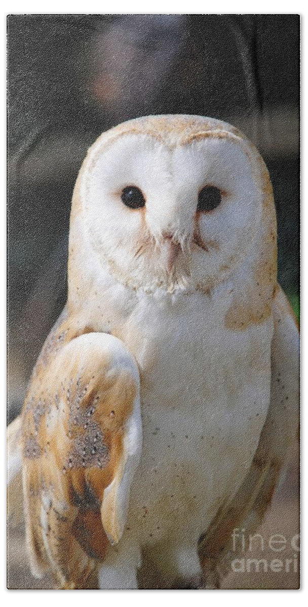 Common Bath Towel featuring the photograph Common Barn Owl #2 by David Fowler