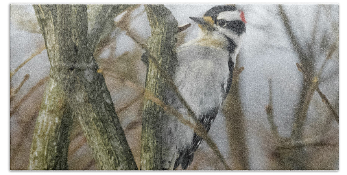 Woodpecker Bath Towel featuring the photograph Downy Woodpecker by Holden The Moment