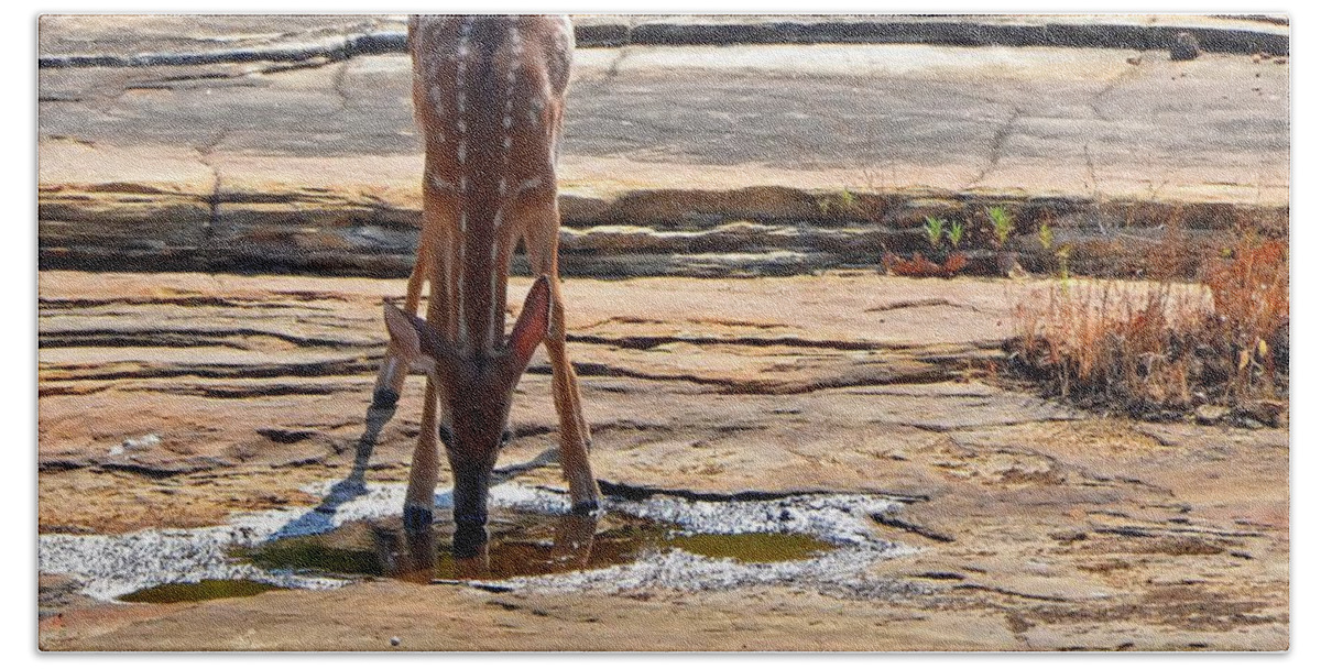 Deer Bath Towel featuring the photograph Exploring #2 by Charlotte Schafer