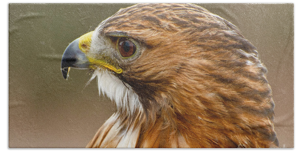 Hawk Bath Sheet featuring the photograph Ferruginous Hawk #2 by Les Palenik