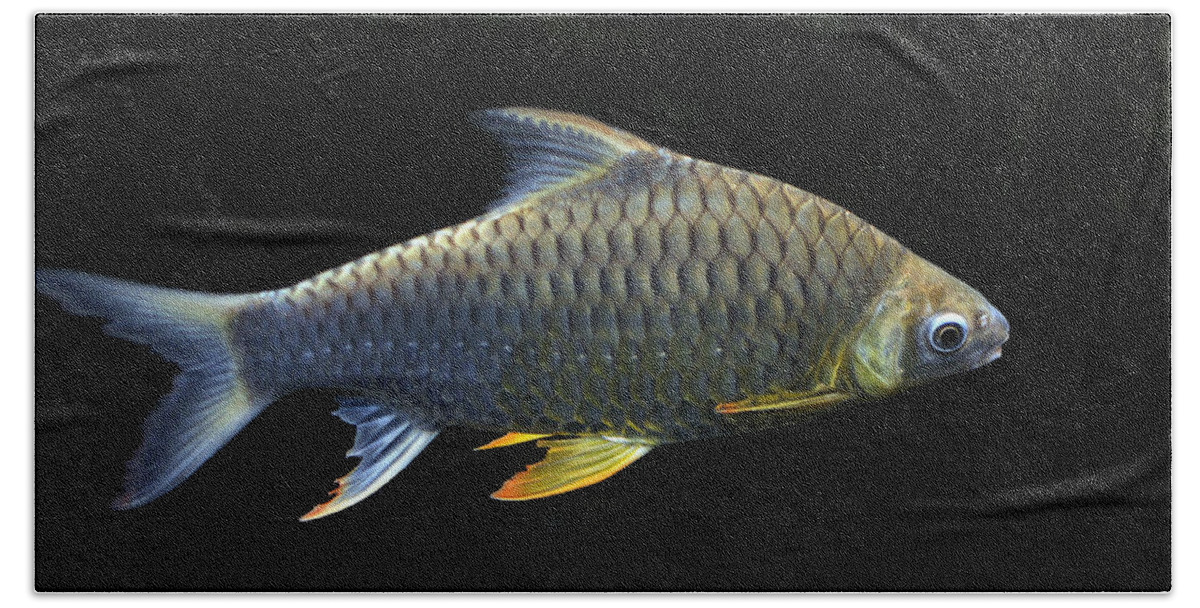 Digital Bath Towel featuring the photograph Fish #1 by Dragan Kudjerski