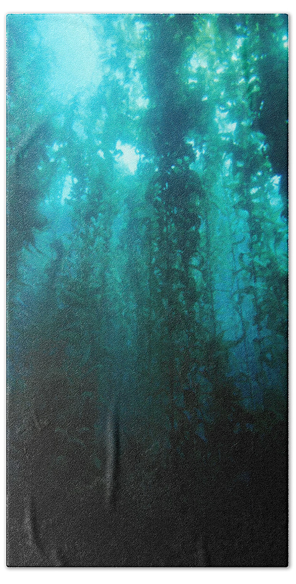 Algae Bath Towel featuring the photograph Forest Of Giant Kelp #2 by Greg Ochocki