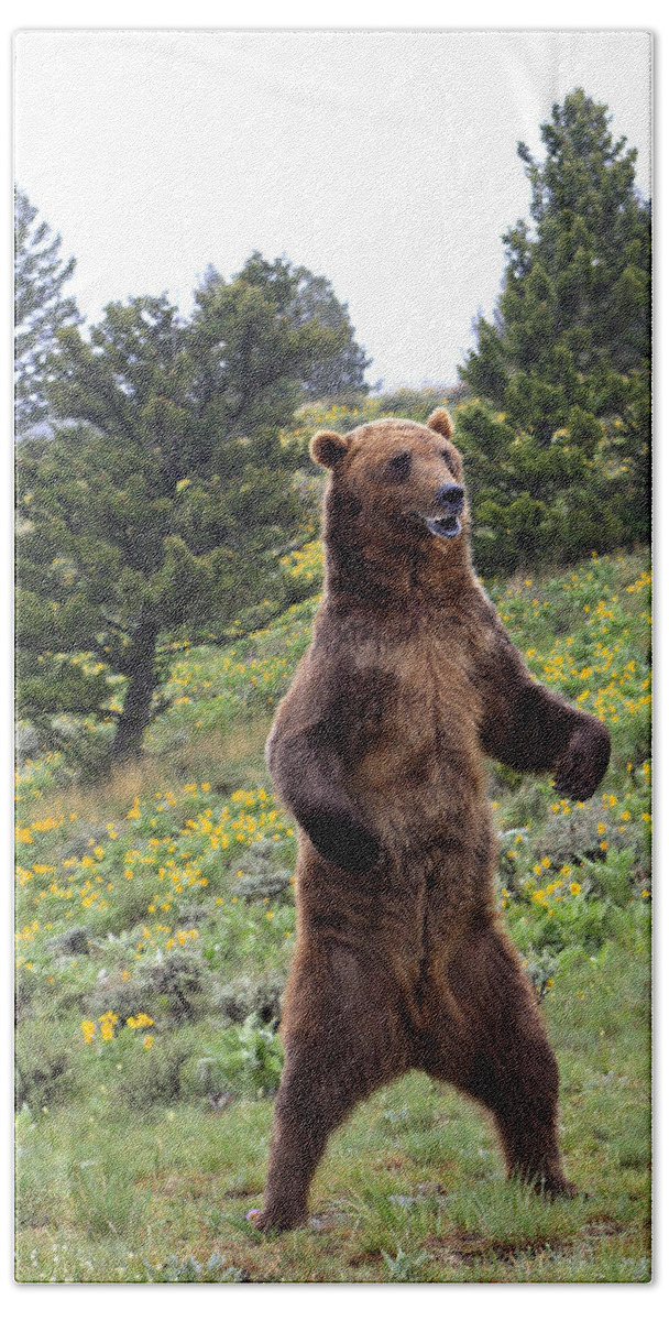 Grizzly Bear #2 Hand Towel by M. Watson - Pixels