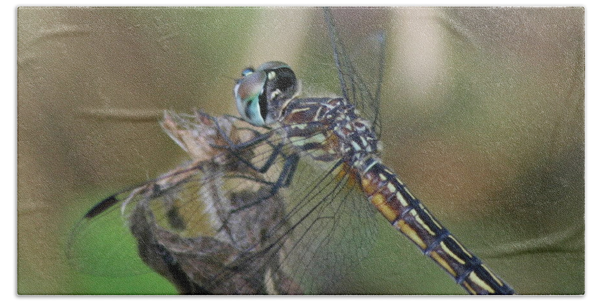 Dragonfly Hand Towel featuring the photograph In View by Neal Eslinger
