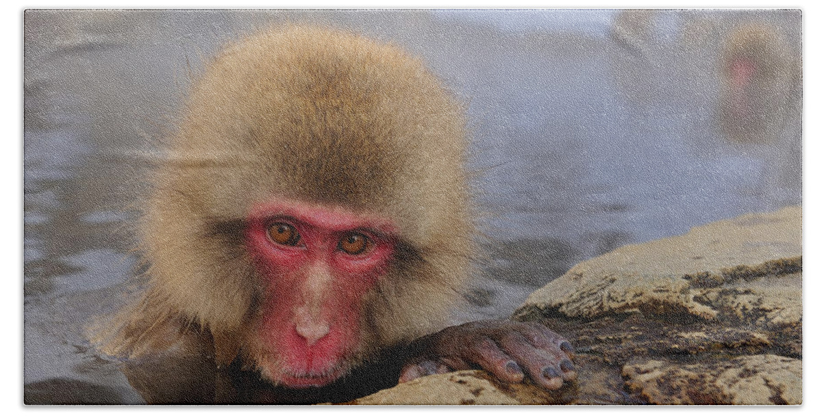 Thomas Marent Hand Towel featuring the photograph Japanese Macaque In Hot Spring #2 by Thomas Marent