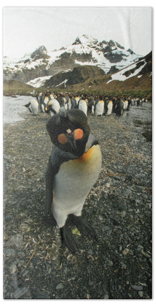 Juvenile King Penguin Bath Towel featuring the photograph King Penguin #3 by Amanda Stadther