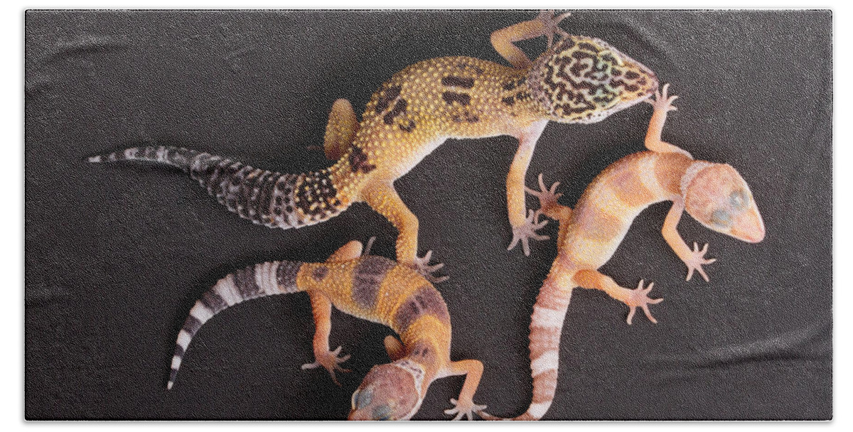 Common Leopard Gecko Bath Towel featuring the photograph Leopard Gecko E. Macularius Collection #2 by David Kenny