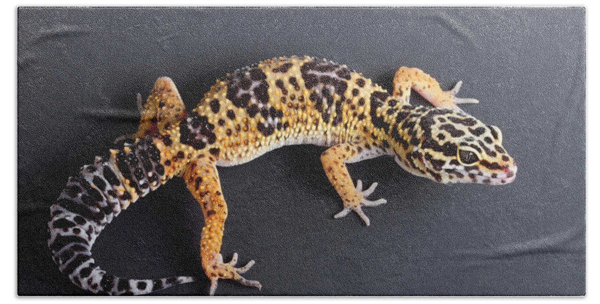 Common Leopard Gecko Hand Towel featuring the photograph Leopard Gecko Eublepharis Macularius #2 by David Kenny