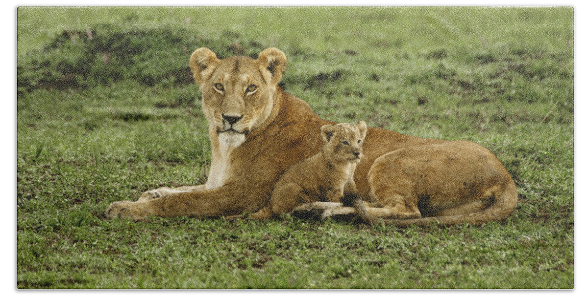 Lion Hand Towel featuring the photograph Mama's Little Baby #2 by Michele Burgess