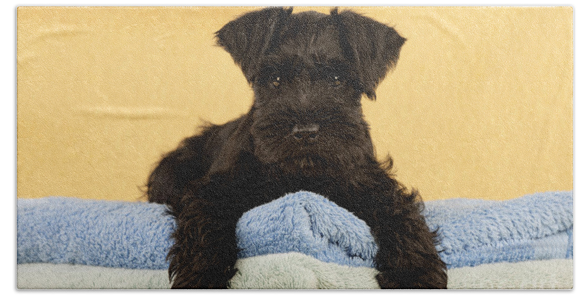 Dog Bath Towel featuring the photograph Miniature Schnauzer Puppy #2 by John Daniels