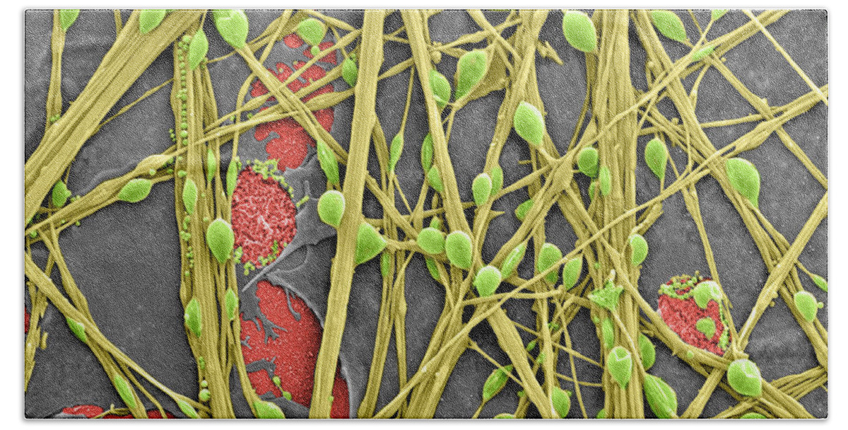 Science Hand Towel featuring the photograph Neurons And Glial Cells, Sem #2 by Science Source