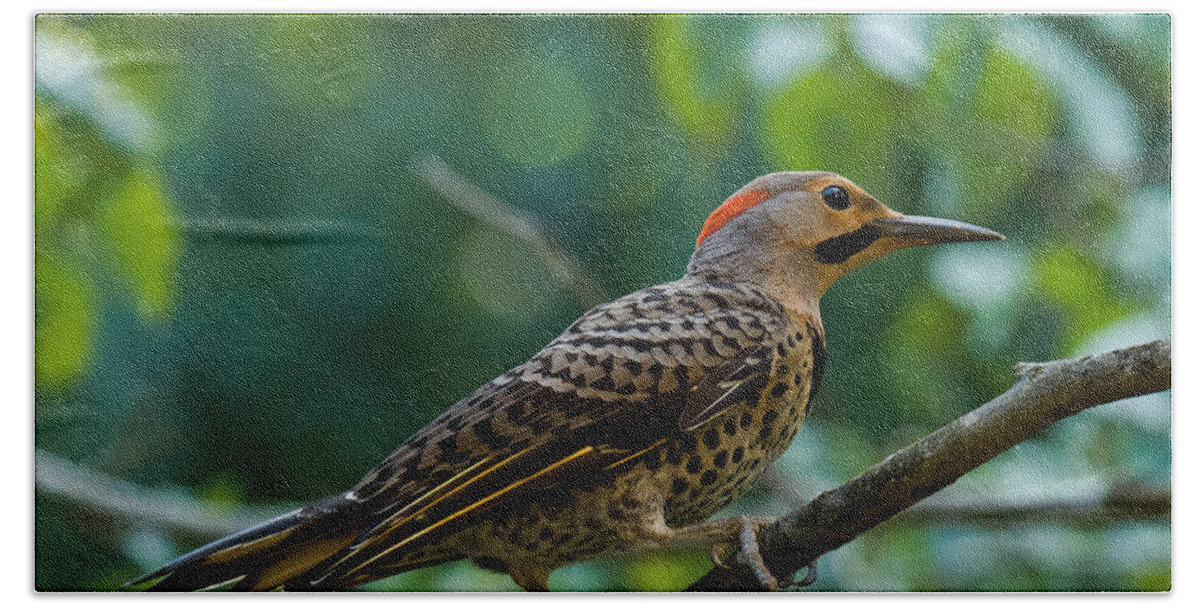 Northern Flicker Hand Towel featuring the photograph Northern Flicker Woodpecker #2 by Robert L Jackson