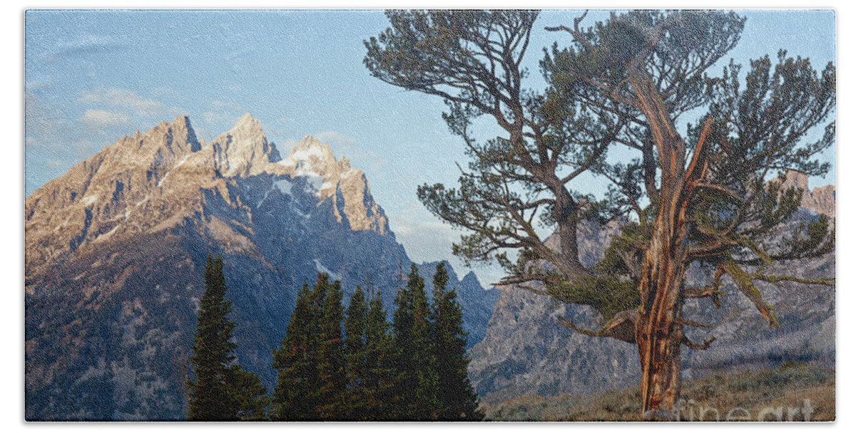 Autumn Bath Towel featuring the photograph Old Patriarch Grand Teton National Park #2 by Fred Stearns