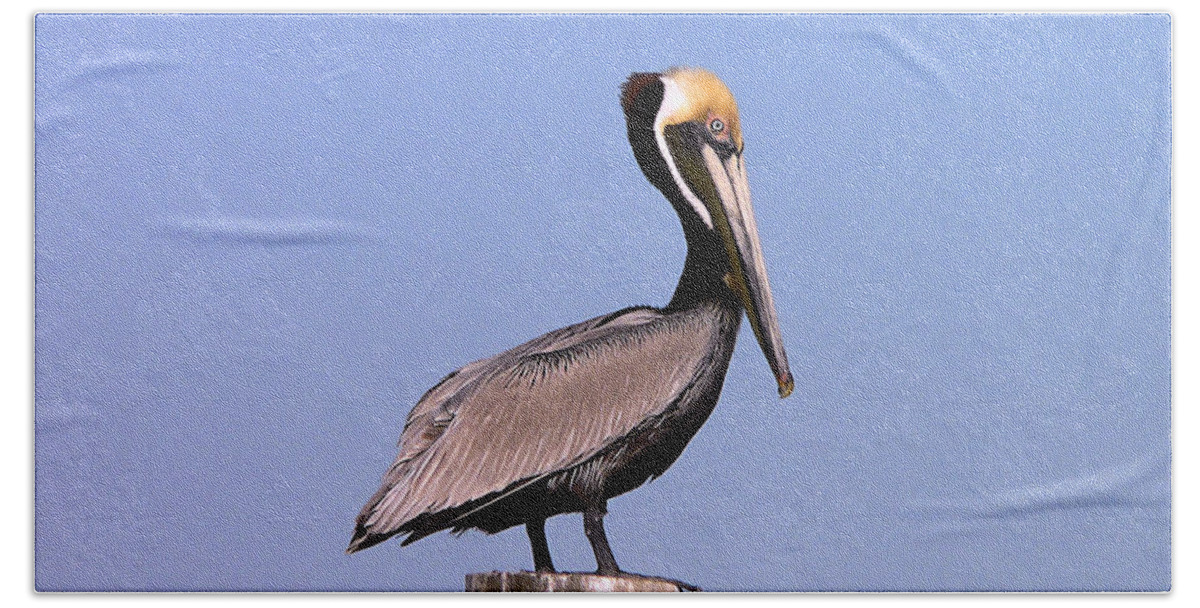 Pelican Bath Towel featuring the photograph Pelican Perch #2 by Al Powell Photography USA
