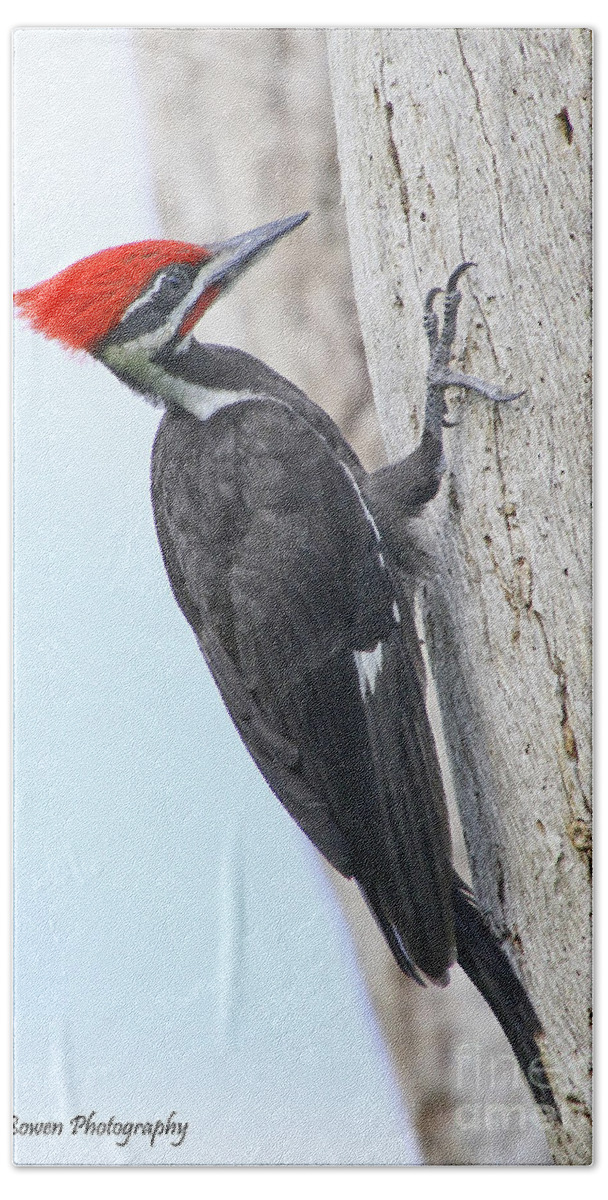 Pileated Woodpecker Bath Towel featuring the photograph Pileated Woodpecker #2 by Barbara Bowen