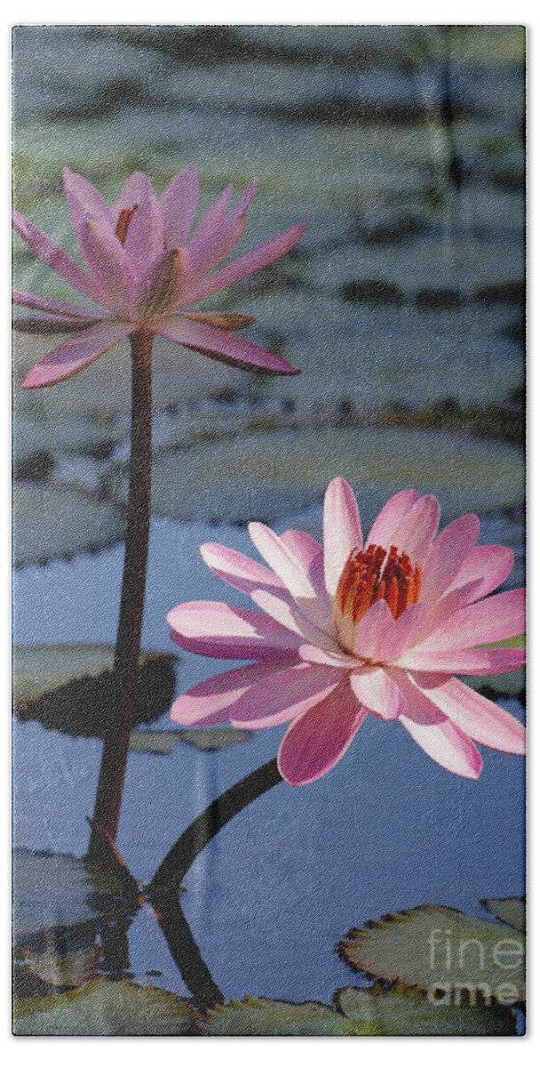 Landscape Bath Towel featuring the photograph Pink Water Lily in the Spotlight #2 by Sabrina L Ryan