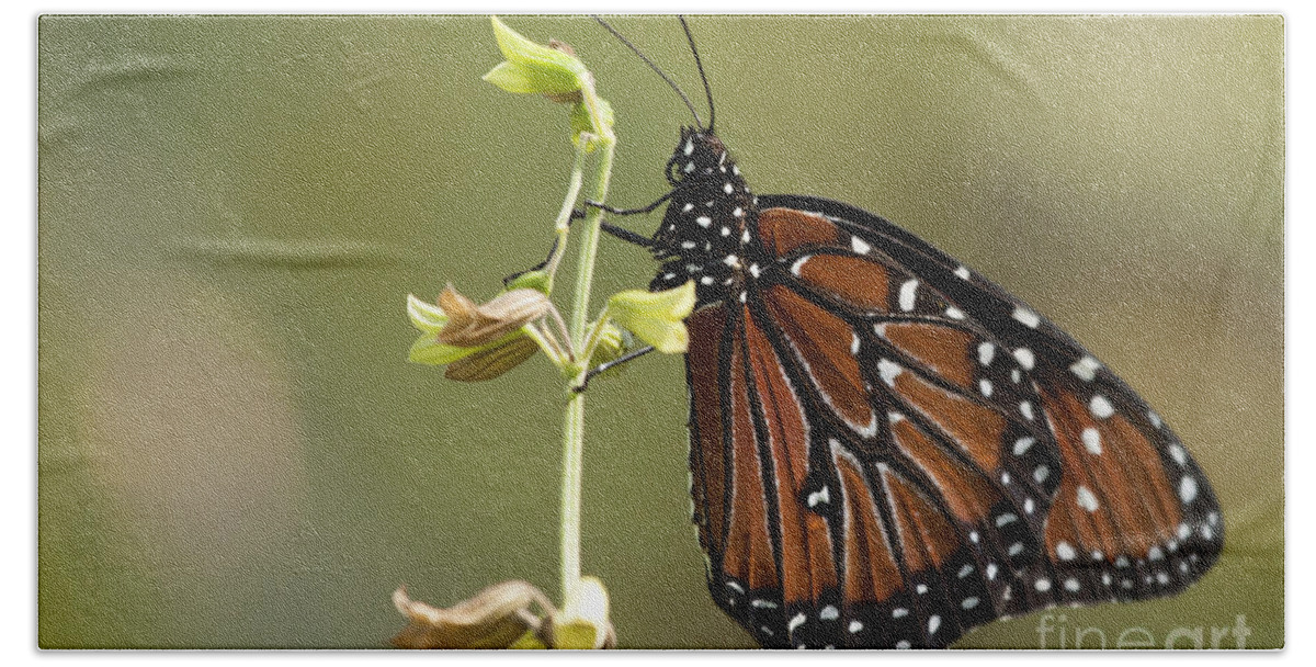 Queen Butterfly Hand Towel featuring the photograph Queen Butterfly #1 by Meg Rousher
