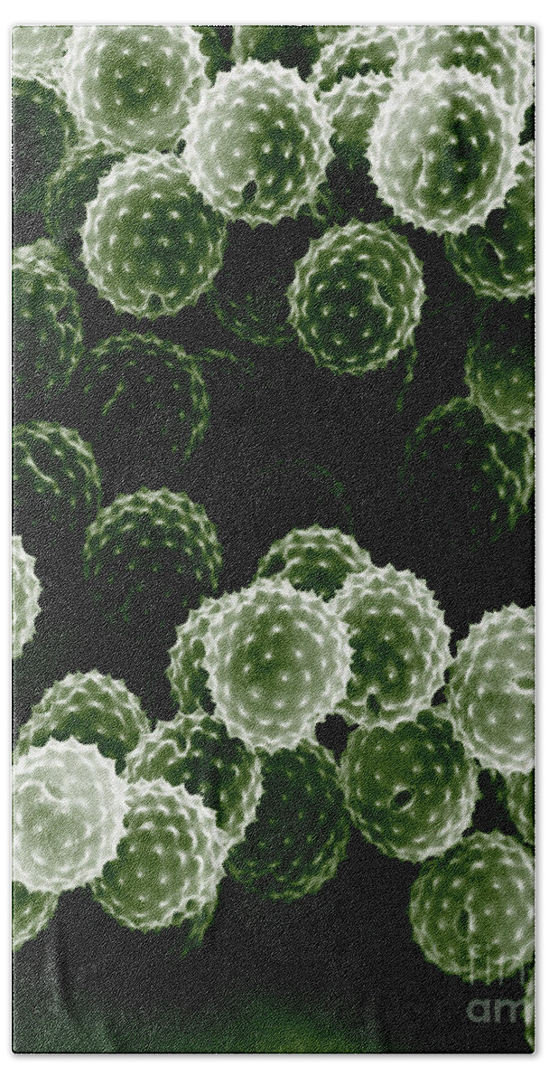 Allergen Bath Towel featuring the photograph Ragweed Pollen Sem by David M. Phillips / The Population Council