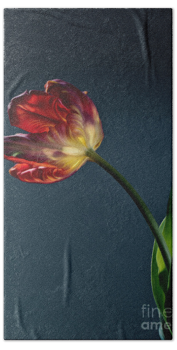 Tulip Hand Towel featuring the photograph Red Tulip #2 by Nailia Schwarz