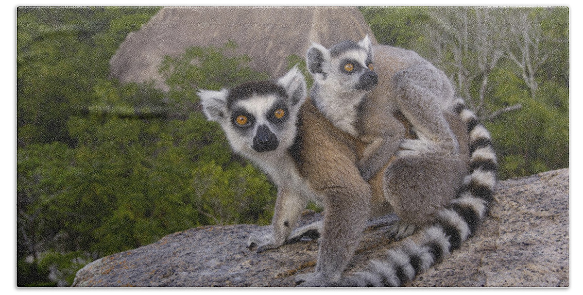 Feb0514 Bath Towel featuring the photograph Ring-tailed Lemur And Young Madagascar #2 by Pete Oxford