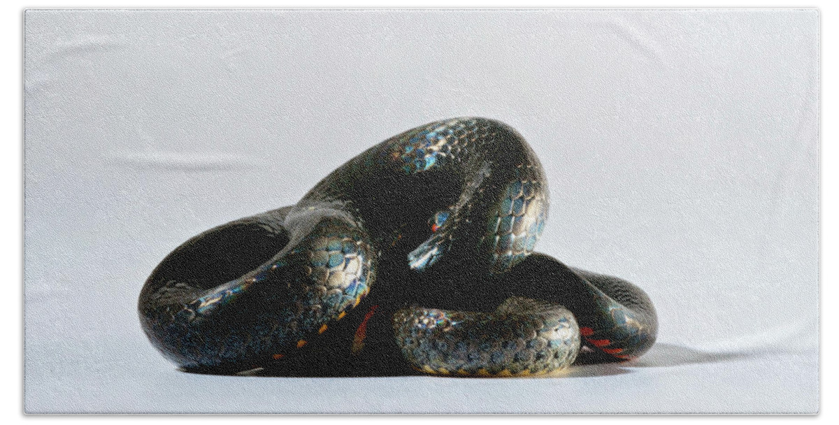 Animal Themes Hand Towel featuring the photograph Ringneck Snake Diadophis Punctatus #2 by Aaron Ansarov