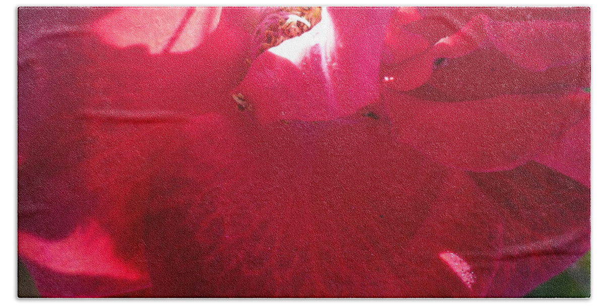 Red Bath Towel featuring the photograph Rose #4 by Nora Boghossian