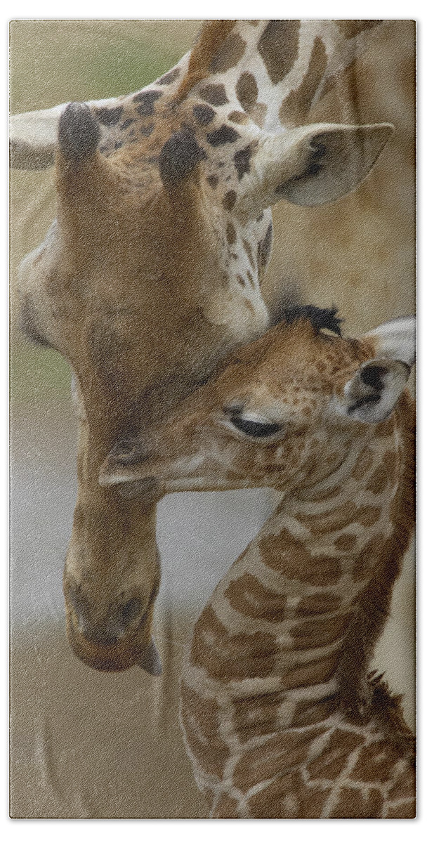 00119300 Bath Towel featuring the photograph Rothschild Giraffes Nuzzling by San Diego Zoo