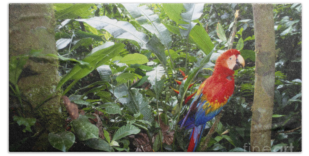 Full Length Bath Towel featuring the photograph Scarlet Macaw by Art Wolfe