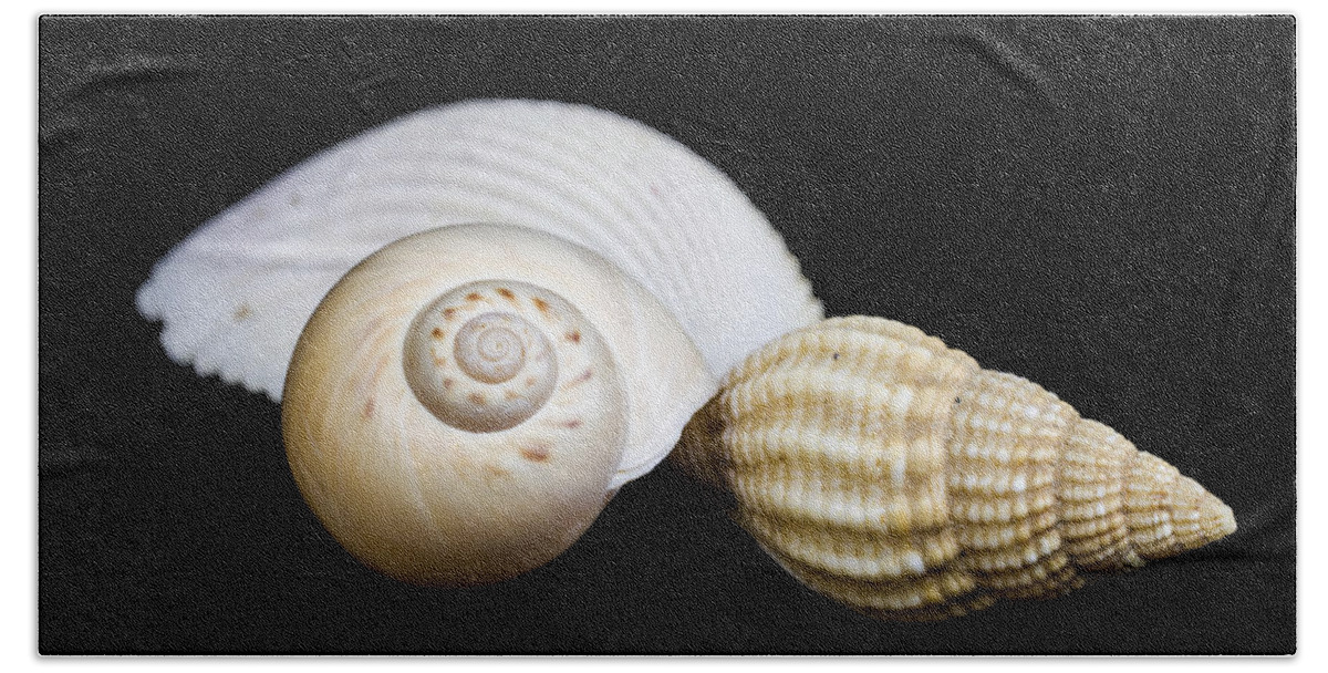 Marine Bath Towel featuring the photograph Seashells #2 by Paulo Goncalves