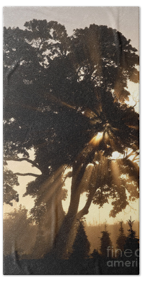 Beautiful Bath Towel featuring the photograph Silhouetted tree with sun rays #2 by Jim Corwin