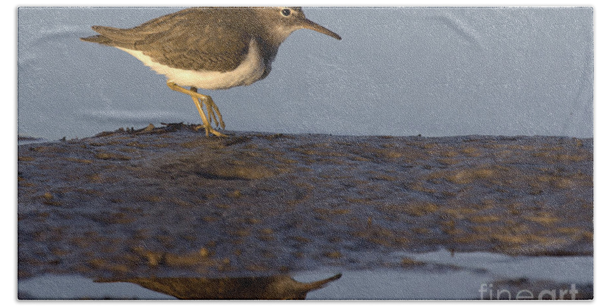 Spotted Sandpiper Bath Towel featuring the photograph Spotted Sandpiper Reflection #2 by Meg Rousher