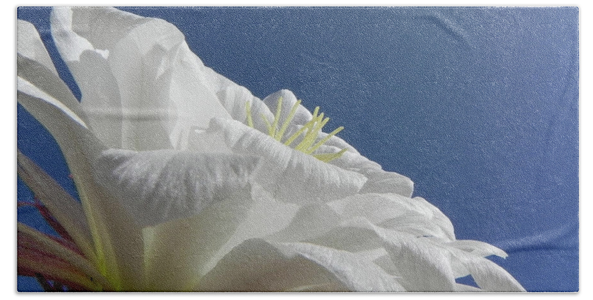 Flower Bath Towel featuring the photograph Striking Contrast #2 by Deb Halloran