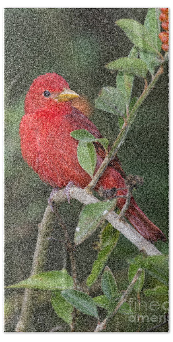 Summer Tanager Bath Towel featuring the photograph Summer Tanager by Anthony Mercieca