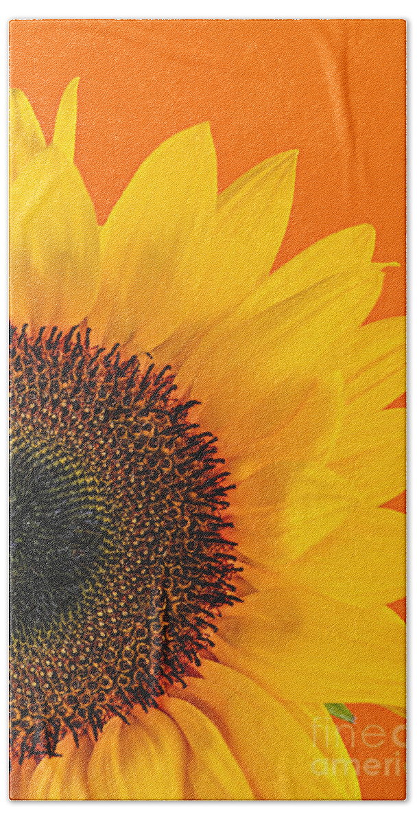 Sunflower Bath Towel featuring the photograph Sunflower closeup 2 by Elena Elisseeva